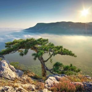 Mountain landscape. Spruce on the edge. Composition of nature.